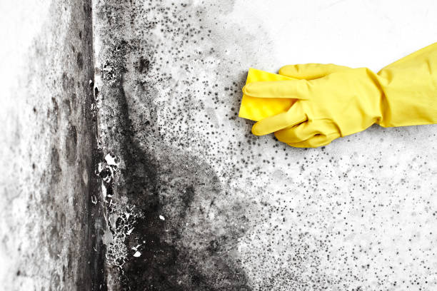  Spring City, UT Mold Removal Pros