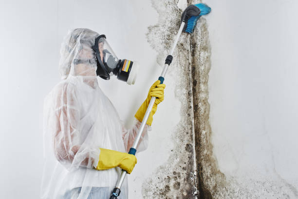 Best Kitchen Mold Remediation in Spring City, UT