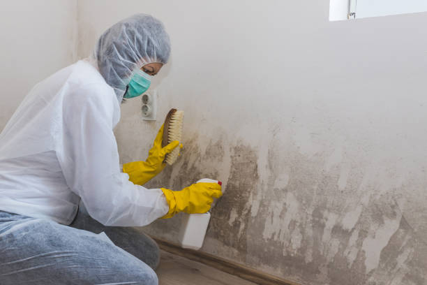 Best Residential Mold Remediation in Spring City, UT