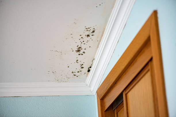 Best Post-Flood Mold Remediation in Spring City, UT