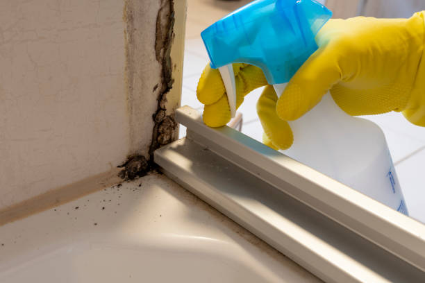 Best DIY Mold Remediation Support Services in Spring City, UT