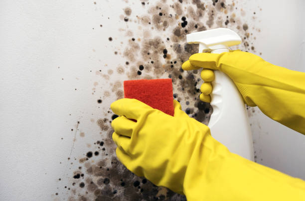 Best Emergency Mold Remediation in Spring City, UT