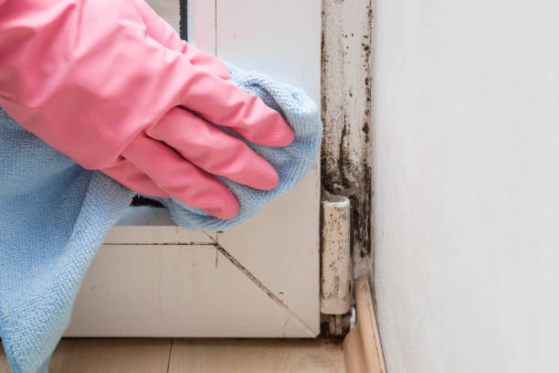 Trusted Spring City, UT Mold Remediation Experts